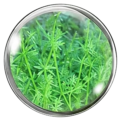Cleavers Aerial Parts