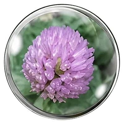 Red Clover Blossom