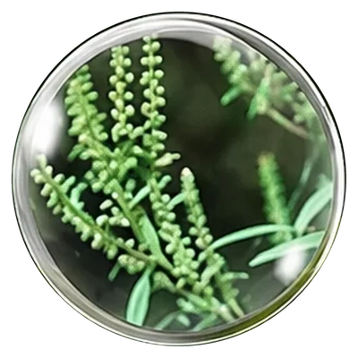 Stillingia Root